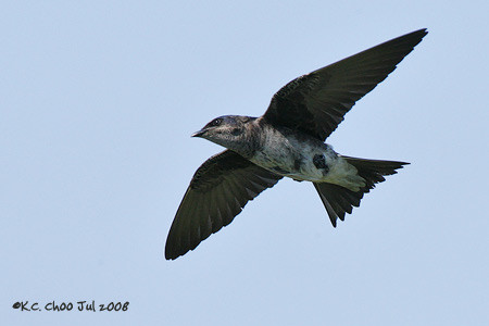 Purple Martin