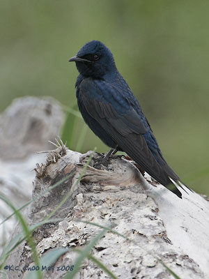 Purple Martin