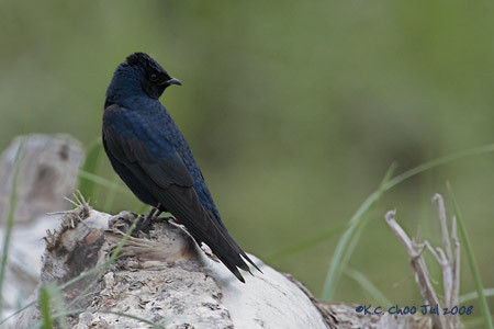 Purple Martin
