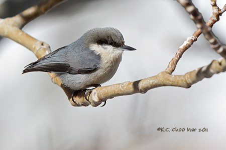 Pygmy Nuthatch