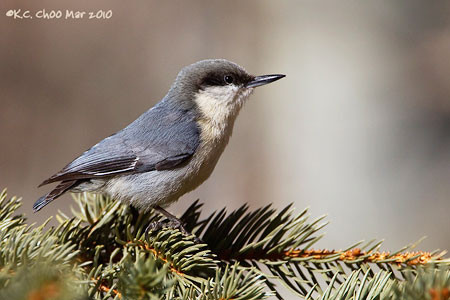 Pygmy Nuthatch