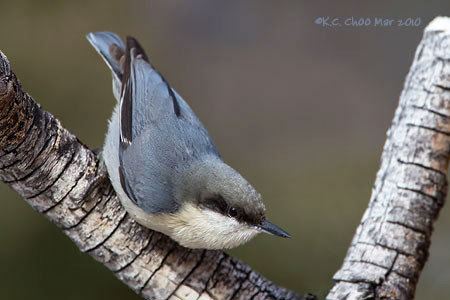 Pygmy Nuthatch