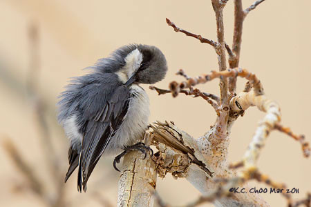 Pygmy Nuthatch