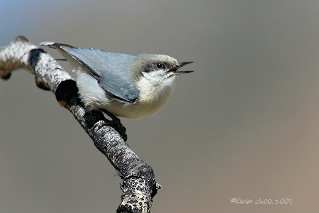 Pygmy Nuthatch