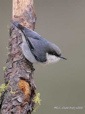 Pygmy Nuthatch