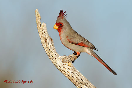 Pyrrhuloxia