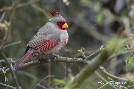 Pyrrhuloxia