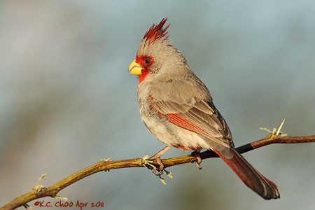 Pyrrhuloxia