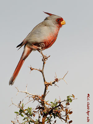 Pyrrhuloxia