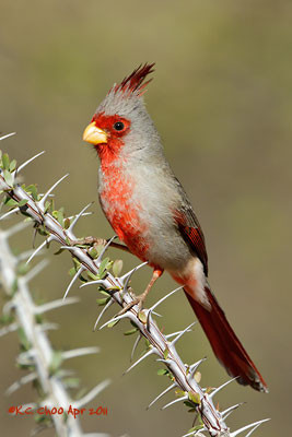 Pyrrhuloxia