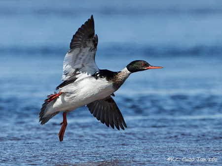 Red-breasted Merganser