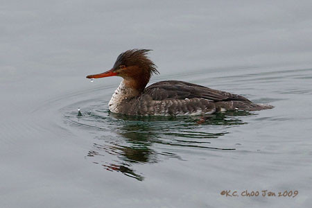 Red-breasted Merganser