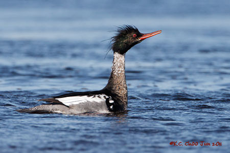 Red-breasted Merganser