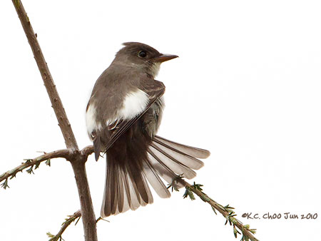 Western Wood-Pewee