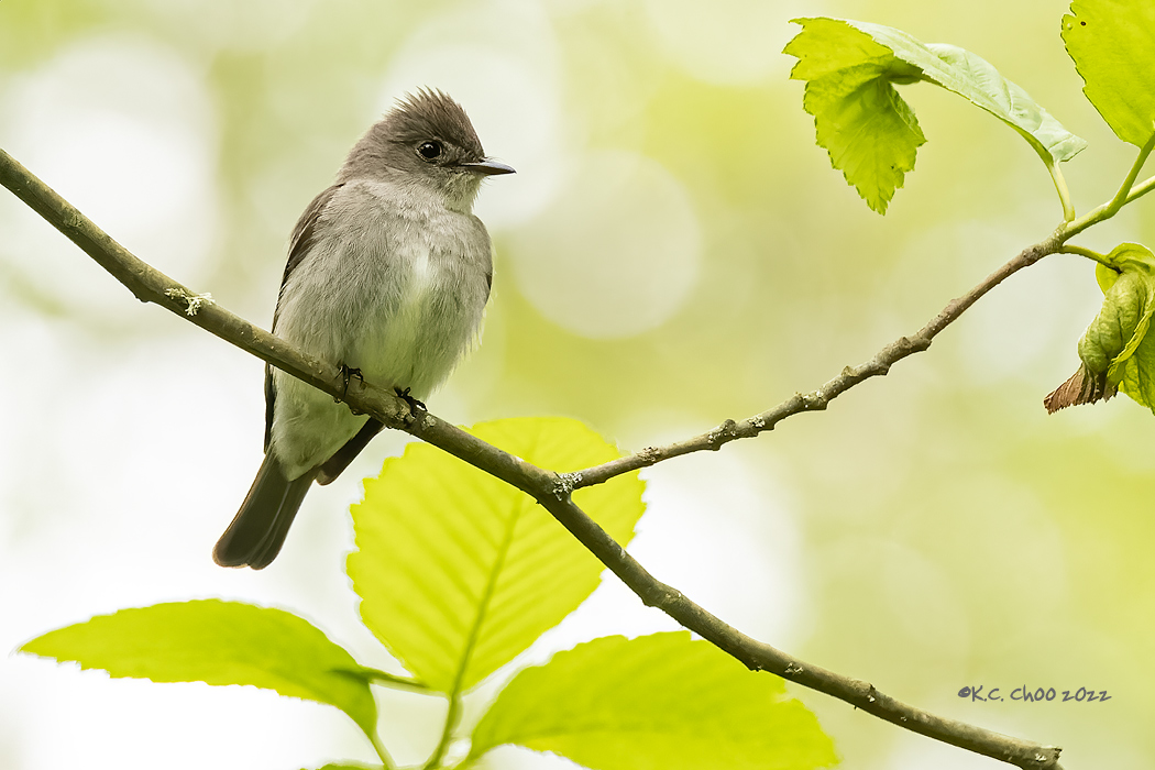 Western Wood-Pewee