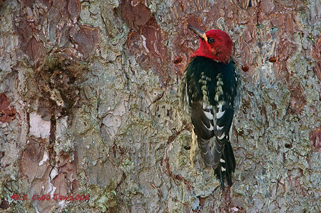 Red-breasted Sapsucker