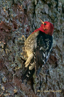 Red-breasted Sapsucker