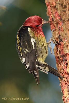 Red-breasted Sapsucker