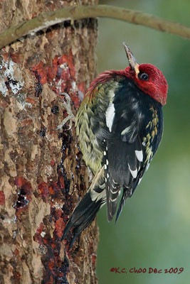 Red-breasted Sapsucker