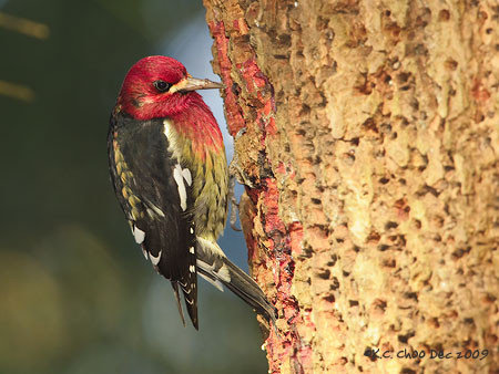Red-breasted Sapsucker