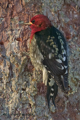 Red-breasted Sapsucker