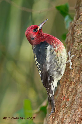 Red-breasted Sapsucker