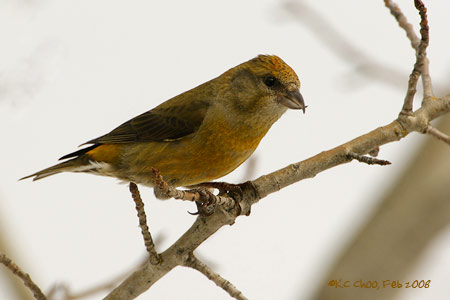 Red Crossbill