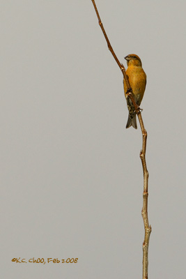 Red Crossbill