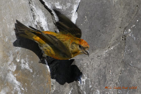 Red Crossbill