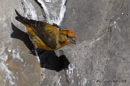 Red Crossbill