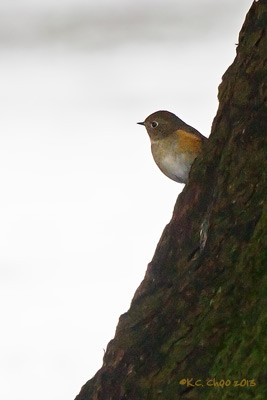 Red-flanked Bluetail