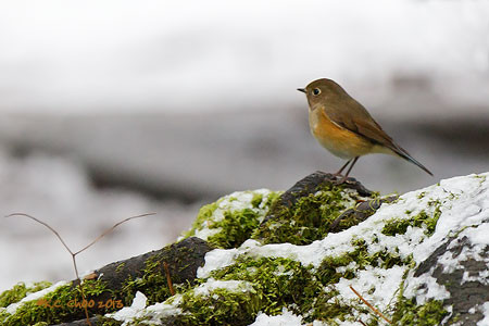 Red-flanked Bluetail