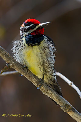 Red-naped Sapsucker