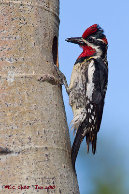 Red-naped Sapsucker