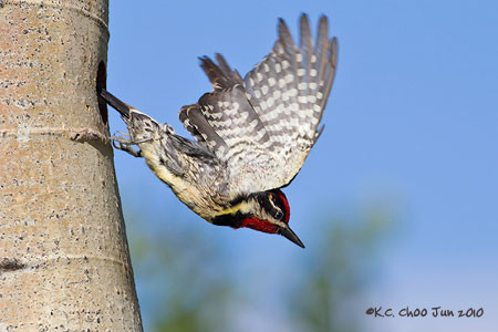 Red-naped Sapsucker