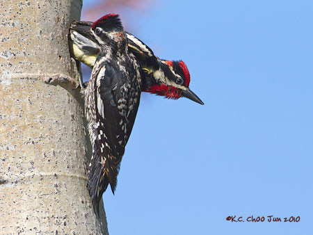 Red-naped Sapsucker