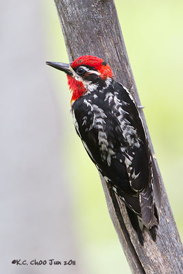 Red-naped Sapsucker