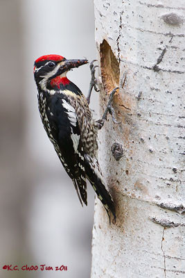 Red-naped Sapsucker