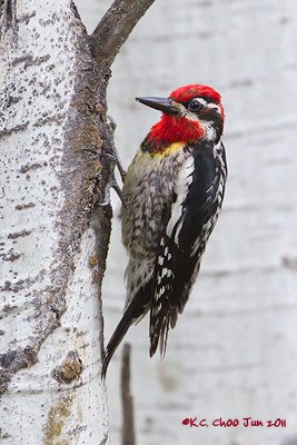 Red-naped Sapsucker