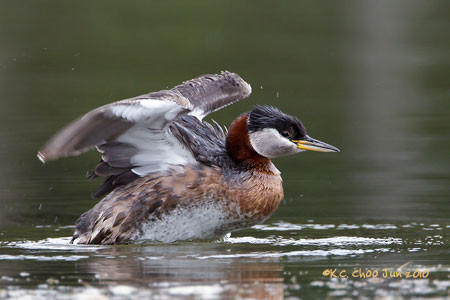 Red-necked Grebe