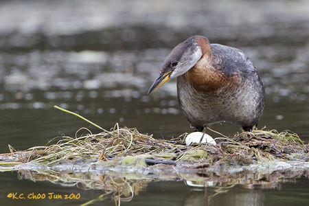 Red-necked Grebe