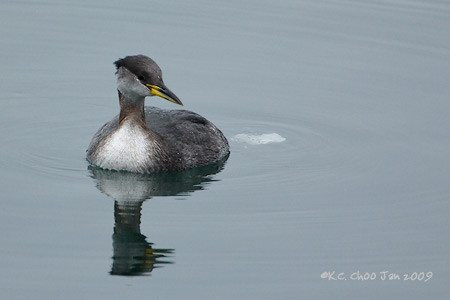 Red-necked Grebe