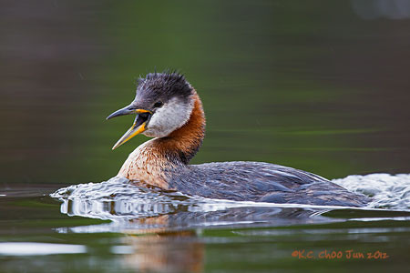 Red-necked Grebe