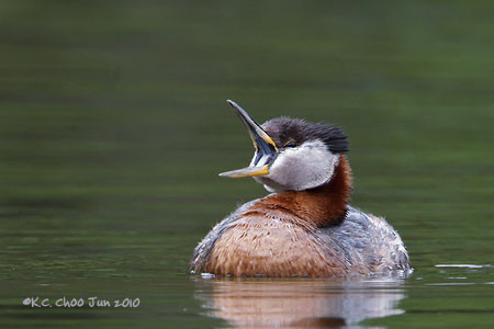 Red-necked Grebe