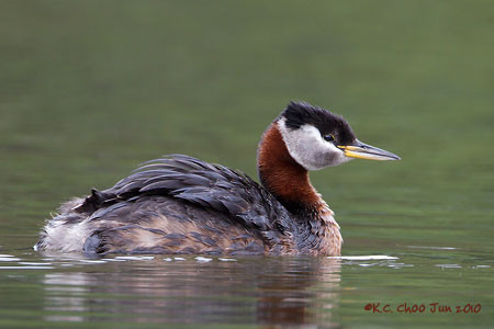 Red-necked Grebe
