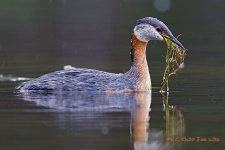 Red-necked Grebe