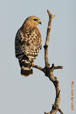 Red-shouldered Hawk