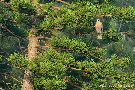Red-shouldered Hawk