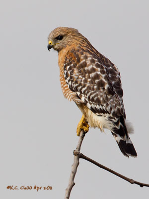 Red-shouldered Hawk