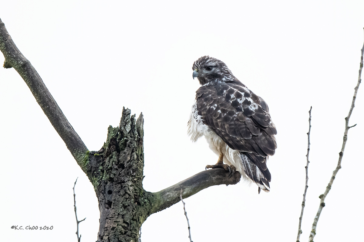 Red-tailed Hawk